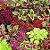 Coleus caixa com 15 mudas - Imagem 2