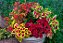 Coleus caixa com 15 mudas - Imagem 3