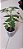 Tomate Cereja - Imagem 4