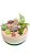 Terrário na Bacia de Cerâmica - Imagem 1