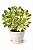 Locação de Plantas e Vasos decorativos para Eventos - Imagem 4