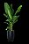 Locação de Plantas e Vasos decorativos para Eventos - Imagem 14