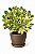 Locação de Plantas e Vasos decorativos para Eventos - Imagem 1