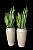 Locação de Plantas e Vasos decorativos para Eventos - Imagem 16
