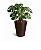 Locação de Plantas e Vasos decorativos para Eventos - Imagem 7