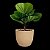Locação de Plantas e Vasos decorativos para Eventos - Imagem 12