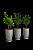 Locação de Plantas e Vasos decorativos para Eventos - Imagem 15