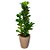 Arranjo com Ficus Lyrata no Vaso de Polietileno - Imagem 1