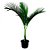 Palmeira Imperial Aproximadamente 1,30 cm - Imagem 1