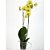 Orquídea Phalaenopsis - Imagem 1