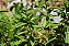 Menta Muda Pequena - Imagem 3