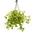 Peperomia Variegata - Imagem 1