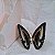 Borboleta Ágata Preta - Coleção Asas - Imagem 2