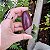 Shiva Lingam - 7,5cm - Imagem 1