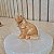 Mini Estatueta Cachorro Calcita Laranja - Imagem 1