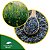 Sementes de Crotalaria Juncea 1000kg - Imagem 1