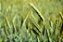 Sementes de Triticale - Imagem 3