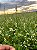 Sementes de Crambe - Imagem 3