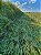 Sementes de Crotalaria Juncea - Imagem 4