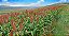 Sementes de Sorgo Forrageiro - Imagem 2