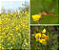 100 Gramas de Sementes de Crotalaria Contra Dengue - Imagem 2