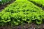 Sementes De Alface Crespa Cida Peletizada Topseed Premium - Imagem 3