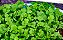 Semente de Coentro Verdão – 500g – Superseed - Imagem 2
