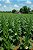 Sementes de Quiabo Hulk Pcte C/ 10.000 Sementes - TSV - Imagem 3