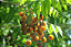 Sementes de Saboneteiro 100 gr (Sapindus saponaria) - 150 unidades - Imagem 2