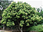 Sementes de Saboneteiro 100 gr (Sapindus saponaria) - 150 unidades - Imagem 3