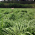 Semente de Capim Andropogon 10kg - Matsuda - Imagem 4