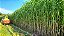 Semente de Super Sorgo Forrageiro Gigante – 6kg - Imagem 4