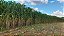 Semente de Super Sorgo Forrageiro Gigante – 6kg - Imagem 5