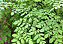 Sementes de Moringa 350 unidades - Imagem 3