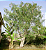 Sementes de Moringa 350 unidades - Imagem 1