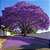 Sementes de Ipê Roxo Com 1 kg - Imagem 3