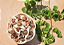 500 Sementes de Moringa - Imagem 4