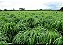 Semente de Capim Andropogon - Imagem 2