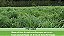 Semente de Capim Andropogon - Imagem 3