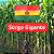 Semente de Sorgo Boliviano Gigante Silagem – 3kg - Imagem 1