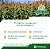 Semente de Sorgo Podium Silagem Biomatrix- 1kg - Imagem 2