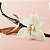 Victoria's Secret - Vanilla Orchid Sandalwood Hair & Body Mist - Imagem 2