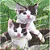 GUARDANAPO 20 UNIDADES - GATOS NA GRAMA - Imagem 1