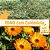 Feno Coast Cross com Calêndula - 500g - Imagem 1