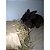 Feno Coast Cross - 500g - Imagem 4