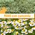Feno Coast Cross com Camomila - 500g - Imagem 1