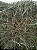 Feno Coast Cross com Folhas de Amora - 500g - Imagem 3