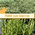 Feno coast cross com Alecrim - 500g - Imagem 1