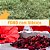 Feno Coast Cross com Hibisco - 500g - Imagem 1