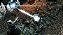 Jogo Dark Souls 2 Scholar of the Sin - Xbox One - Imagem 3